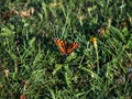 Orange-brown butterfly on the grass