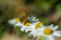 Orange and brown butterfly, Lycaena tityrus, sitting on a flower Royalty Free Stock Photo