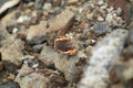 an orange-brown butterfly perched on a rock isolated on blur background Royalty Free Stock Photo
