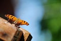 Orange and brown butterfly resting on wooden handrail. Royalty Free Stock Photo