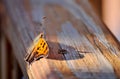 Orange and brown butterfly resting on wooden surface. Royalty Free Stock Photo