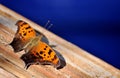 Orange and brown butterfly resting on wooden surface. Royalty Free Stock Photo