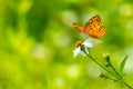 Orange brown butterfly using its proboscis to collect the nectar from the flower