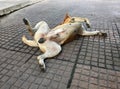 Orange brown color of dog comfortably sleeping with turning face up on the floor.