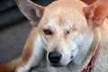 Orange brown color of dog, one eyeless and sew close. Laying down on the concrete floor in the morning.