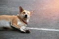 Orange brown color of dog, one eyeless and sew close. Laying down on the concrete floor in the morning.