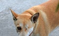 Orange brown color of dog, one eyeless and sew close. standing on the concrete ground.