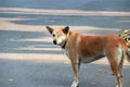 Orange brown color of dog, one eyeless and sew close. standing on the concrete ground.