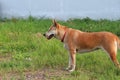 Orange brown color of dog, one eyeless and sew close. standing on the green lawn.