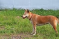 Orange brown color of dog, one eyeless and sew close. standing on the green lawn.