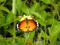 Close up of orange color Monarch butterfly sitting on the yellow flower Royalty Free Stock Photo