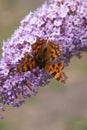 Comma or anglewing butterfly feeding on a buddleja flower Royalty Free Stock Photo
