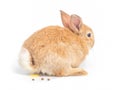 Orange-brown cute baby rabbit during excretion on white background.