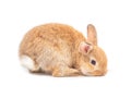 Orange-brown cute baby rabbit isolated on white background.