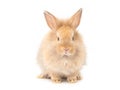 Orange-brown cute baby rabbit isolated on white background. Royalty Free Stock Photo