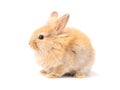 Orange-brown cute baby rabbit isolated on white background.