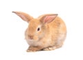 Orange-brown cute baby rabbit isolated on white background.