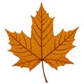 Orange and Brown Detailed Maple Leaf on White Background Royalty Free Stock Photo