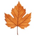 Orange and Brown Dried Maple Leaf on White Background Royalty Free Stock Photo