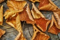 Orange brown fallen dry twisted leaves lie on an old cracked wooden surface. Autumn