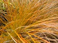 Carex testacea Royalty Free Stock Photo