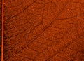 Orange brown leaf