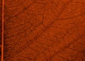 Orange brown leaf Royalty Free Stock Photo