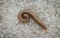 Orange and brown millipede Royalty Free Stock Photo