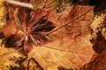 Orange brown natural background of autumn bright leaves, top view. Eco flora macro, fall concept Royalty Free Stock Photo