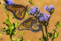 Orange Brown Queen Butterflies Blue Billygoat Weed Royalty Free Stock Photo