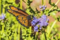 Orange Brown Queen Butterfly Blue Billygoat Weed