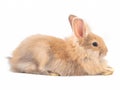 Orange-brown rabbit lying isolated on white background. Royalty Free Stock Photo