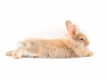 Orange-brown rabbit lying on white background. Royalty Free Stock Photo