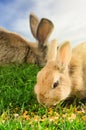 Orange and brown rabbits eating corn in green grass