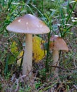 Orange-brown Ringless Amanita fulva