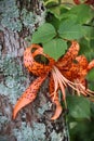 Orange and brown spotted tigerlily bloom spread on tree trunk with lichen Royalty Free Stock Photo