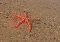 Orange and brown Starfish Asteroidea in the ocean, CapeTown