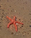 Orange and brown Starfish Asteroidea in the ocean, CapeTown