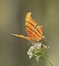 Orange brown striped butterfly Corkscrew Swamp Sanctuary Naples Florida Royalty Free Stock Photo