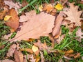 Orange, brown and yellow fallen oak leaves in the sunlight Royalty Free Stock Photo