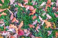Orange, brown and yellow fallen oak leaves in the sunlight Royalty Free Stock Photo