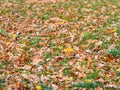 Orange, brown and yellow fallen oak leaves in the sunlight Royalty Free Stock Photo