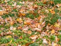 Orange, brown and yellow fallen oak leaves in the sunlight Royalty Free Stock Photo