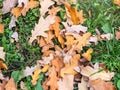 Orange, brown and yellow fallen oak leaves in the sunlight Royalty Free Stock Photo