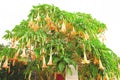 Orange Brugmansia x candida Pers or AngelÃ¢â¬â¢s Trumpet flower with White Sky