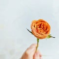 An orange bubble rose
