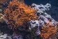 Orange Bubble-tip Anemone and Little Clownfish inside Aquarium