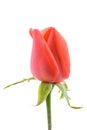 Orange bud rose flower isolated on white background Royalty Free Stock Photo