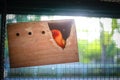 The orange budgerigar is in a crate hanging