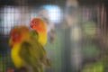 The orange budgerigar gather in a cage